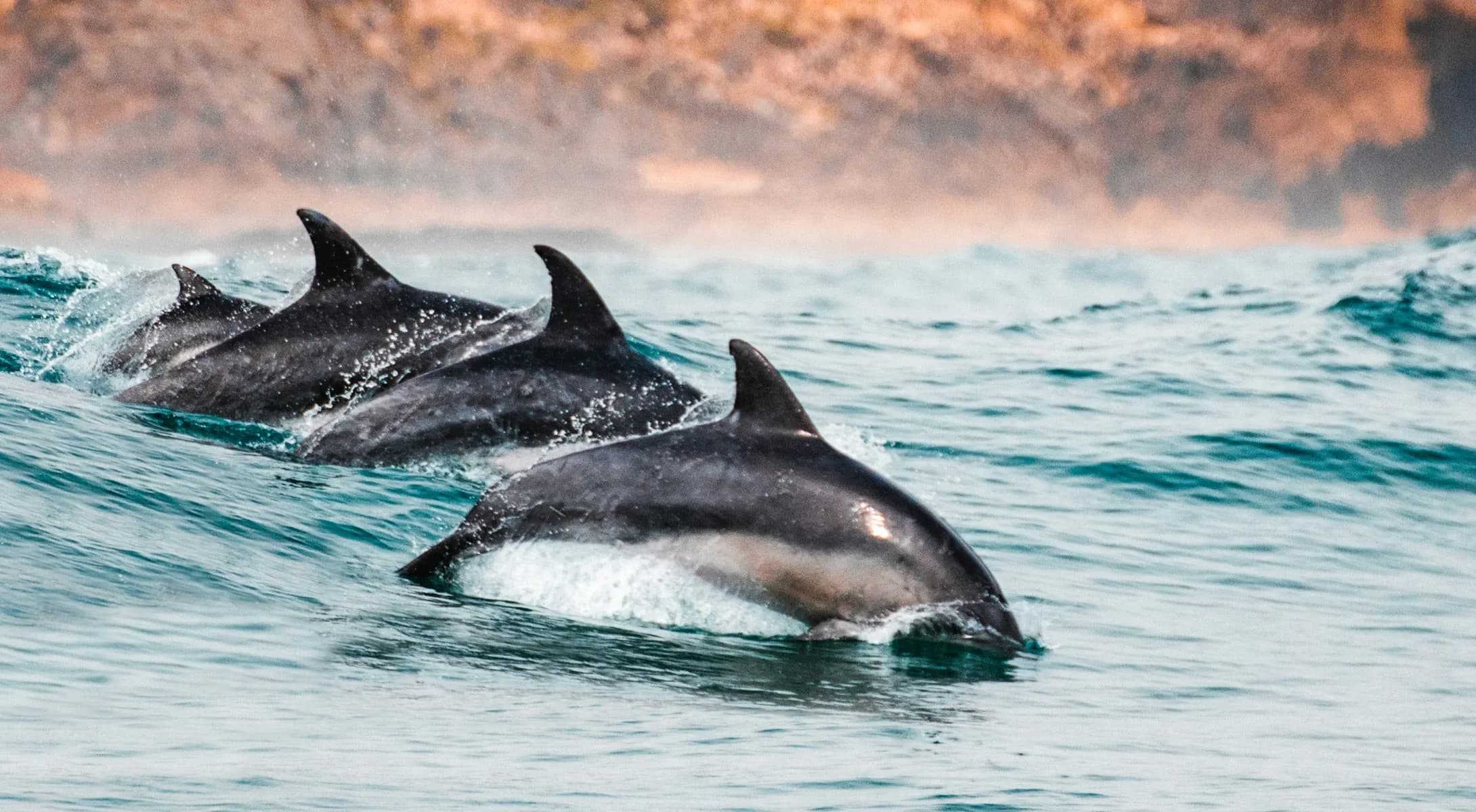 Dolphin Watching