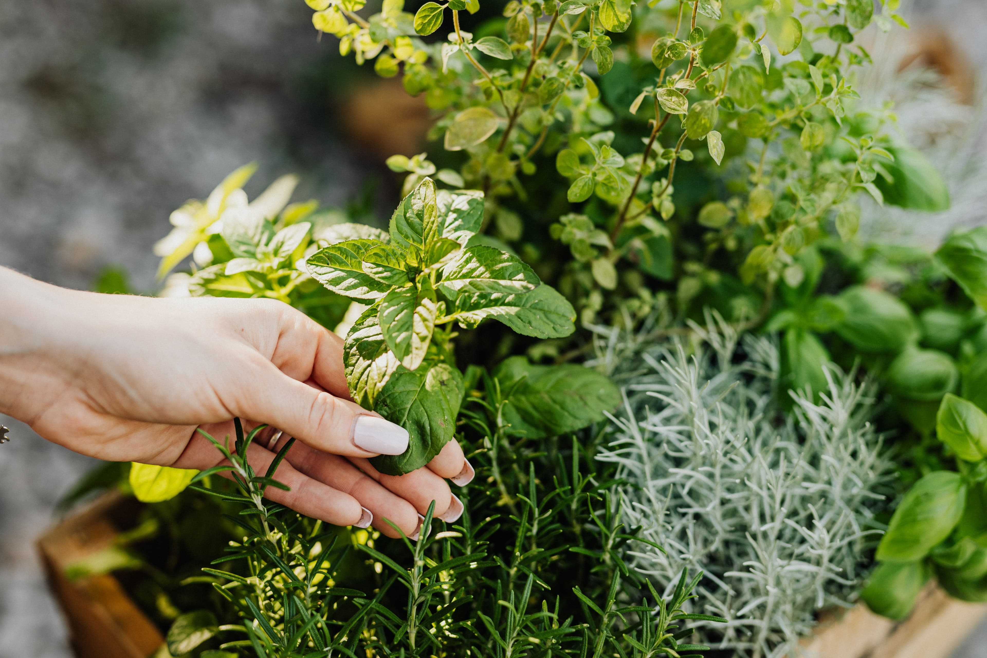 Herb Garden